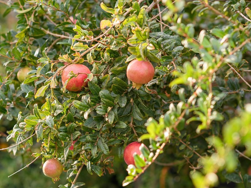 Pomegranates ripening on a farm in the island's fertile interior